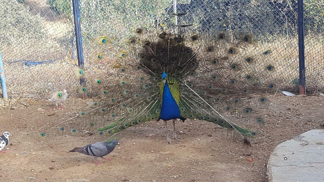 ホテル Relais De Tahla Aïn Bou Mahdi エクステリア 写真